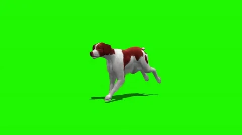 Dog runs - 3 different views - green screen Vidéo 47314300