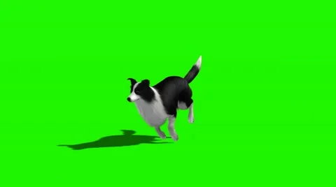 Dog runs - 3 different views - with shadow Video stock 47428115