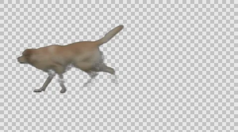 Dog Runs Across Screen 2 Video stock 56180835