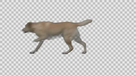 Dog Runs Across Screen Video stock 56180822