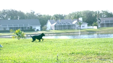 Dog runs after ball in slow motion Stock Footage 80970883