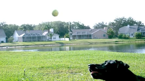 Dog runs after ball in slow motion Stock Footage 80973620