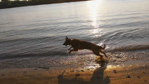 The dog runs along the beach in the rays of the setting sun Stock Footage 159061200