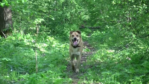 Dog runs along the forest path Video stock 83844140