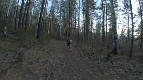 Dog runs along a forest path. Back view Stock Footage 126133282