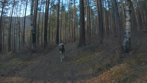 Dog runs along a forest path. Front view Stock Footage 126468760