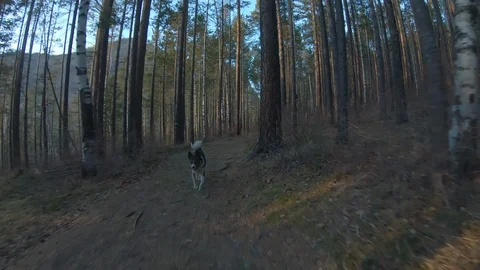 Dog runs along a forest path. Front view, slow motion Stock Footage 126619795