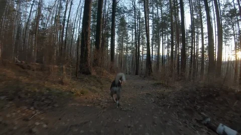 Dog runs along a forest path. Back view, slow motion Video stock 126967978