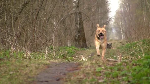 Dog runs along the path Stock Footage 83843682