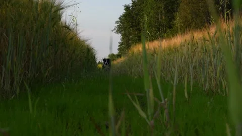 A dog runs along a path in a wheat field Stock Footage 315355666