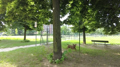 Dog runs and barks from inside the dog area Stock Footage 277631742