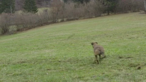 A dog runs and plays to catch a stick in a field, in Slovenia Stock Footage 229254666