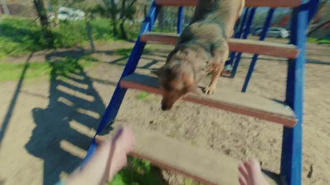 The dog runs back and forth across the high bridge at the command of the owner. Видео 334129786