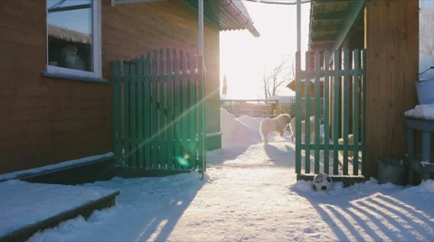 Dog runs off with the ball in his mouth Video stock 59794474