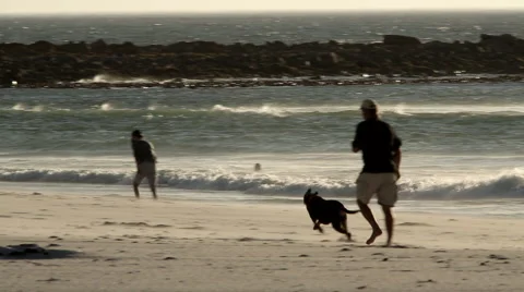 Dog runs on the beach Stock Footage 58877904