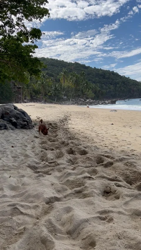 Dog runs on a beach Video stock 170461286
