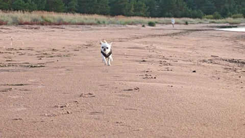 Dog runs on the beach while enjoying the sun and sand during the afternoon, Stock Footage 345089678