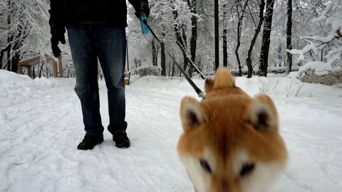 Dog runs behind the camera. Muzzle close up. In the background is a snowy park Stock Footage 104083358