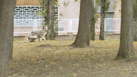 Dog Runs Between Trees in Slow Motion Stock Footage 90914665