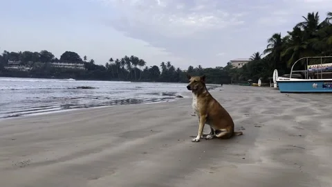 The dog runs into the camera on the seashore Stock Footage 219476659