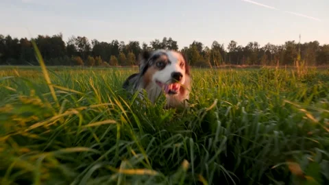 A dog runs at camera through the grass at sunset. Slow motion video. Green grass Stock Footage 204984480