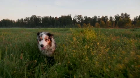 A dog runs at camera through the grass at sunset. Green grass around and forest Stock Footage 204984495