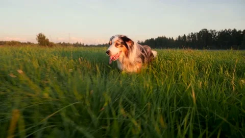 A dog runs at camera through the grass at sunset. Slow motion video. Green grass Stock Footage 204984739