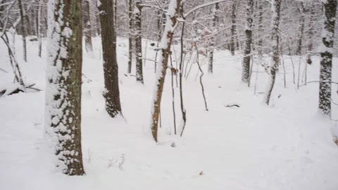Dog Runs to Camera Through Snow Stock-Footage 235726751