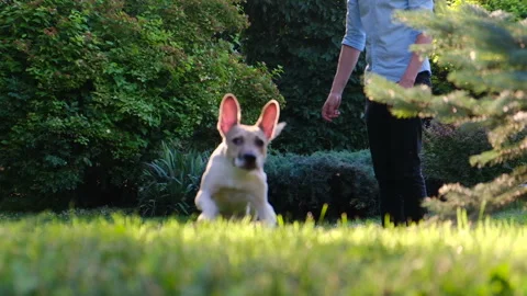 The dog runs on command of the owner to the goal, slow motion Stock Footage 122213534
