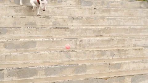 The dog runs down the stairs Stock Footage 76940868
