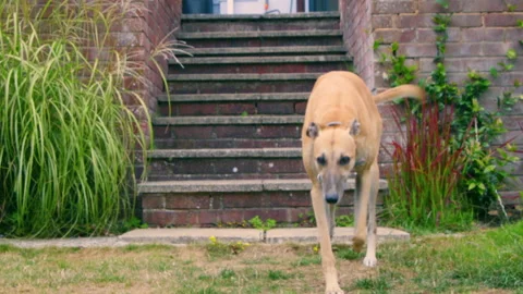Dog runs down steps towards camera Stock-Footage 314223811