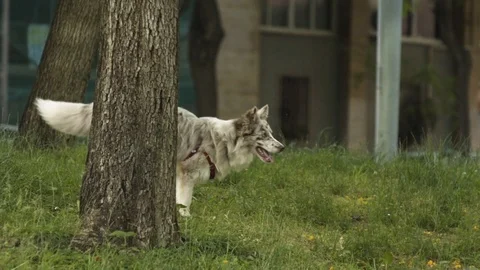 Dog Runs Downhill Between Trees Stock Footage 90914784