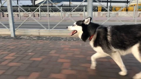 The dog runs 스톡 동영상 124422818