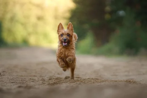 The dog runs forward while the camera. A small Australian terrier catches a toy. Stock Photos