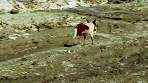 Dog runs on Garbage dump Stock Footage 50637736