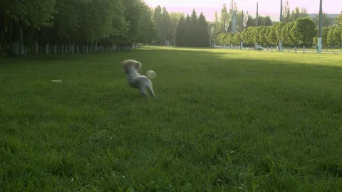 Dog runs on the green grass Stock Footage 75490902