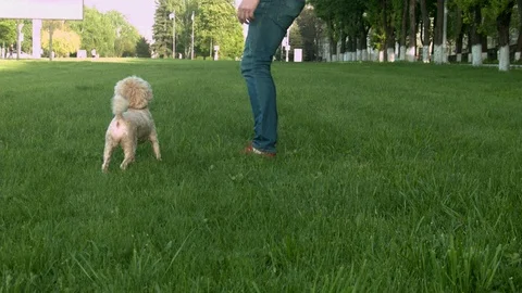 Dog runs on the green grass Stock Footage 75491002