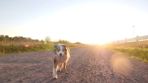 The dog runs at a moving camera in the sunset contour light. Slow motion video Stock Footage 204984443