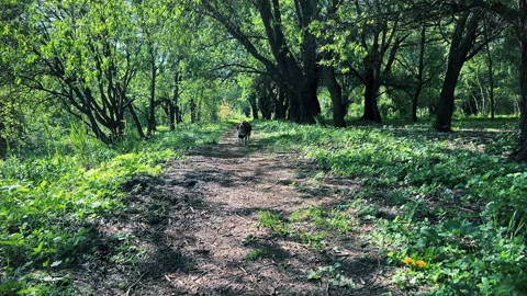The dog runs quickly through the green, dense park Stock Footage 277608822