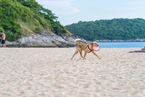 Dog runs quickly through sandy beach and holds pink toy plate in his mouth Stock Photos
