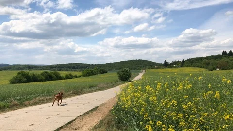 Dog runs on the road between rape fields Stock Footage 93027135