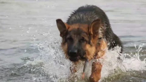 Dog runs, slow motion Stock Footage 89159933