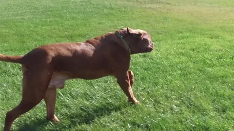Dog runs in smooth slo mo Stock Footage 56566473