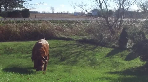 Dog runs in smooth slow motion Stock Footage 56566468