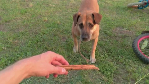 The Dog Runs With Stick Stock Footage 159759515