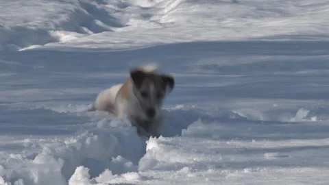 Dog Runs through Deep Snow Stock Footage 88376639