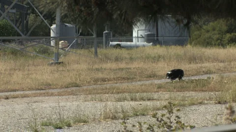 Dog Runs Through a Field Alone Stock Footage 4280122