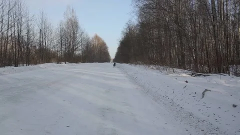 Dog runs through the forest, in winter Stock Footage 146523906