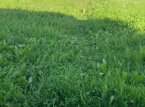 A dog runs through the grass in summer Stock Footage 287815216