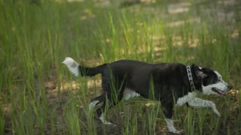 Dog Runs Through Long Grass in Slow Motion Stock Footage 203495690